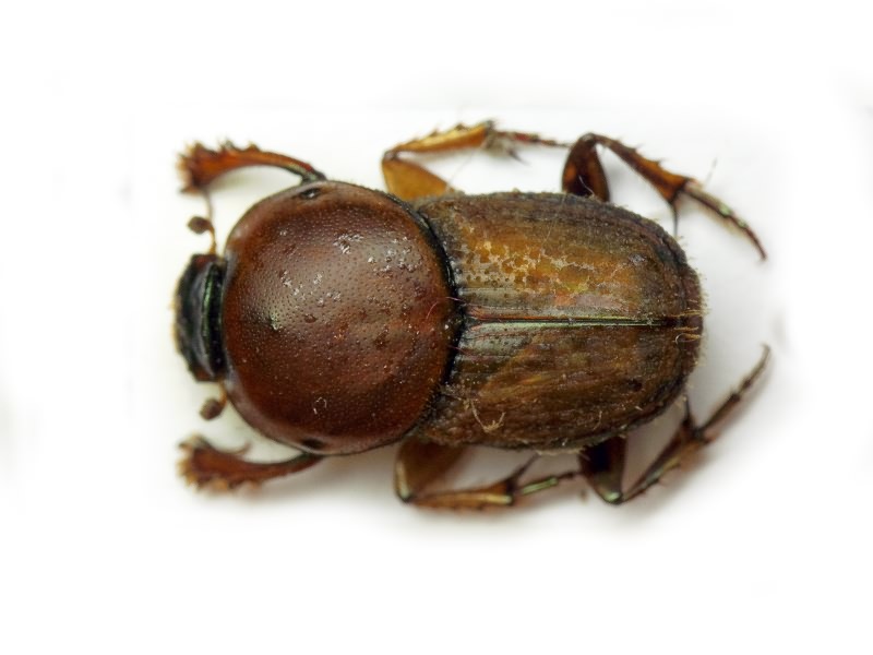 Euoniticellus fulvus (Goeze, 1777)